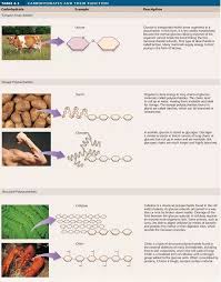 Functions Of A Carbohydrate Macromolecules Biochemistry Carbohydrates