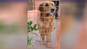Maybe you would like to learn more about one of these? 34 Rescued Golden Retrievers Expected To Arrive In Ontario Ctv News