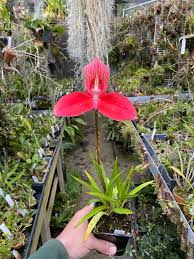 Image result for Disperis virginalis