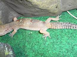 As A Leopard Gecko Breeder And An Animal Lover One Of The Things That I Do All The Time Is Scan Craigslists Pets Ads For Geck Leopard Gecko Gecko Pet Lizards