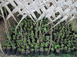 Image result for Coffea racemosa