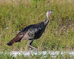 Birds That Look Like Turkeys In Florida Florida Wild Turkey Meleagris Gallopavo Osceola Wild Turkey Turkey Calling Best Turkey