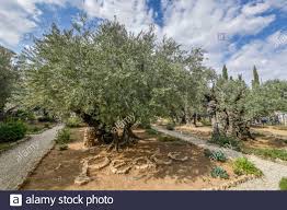 Olivenbaume Garten Gethsemane Olberg Jerusalem Israel Stock Photo Alamy