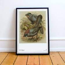 Man Nehme Nostalgische Zeichnungen Ein Prise Humor Und Vereint Dies Auf Einem Blatt Papier Et Voila Hier Kommen Die Paradies Paradiesvogel Poster Zeichnungen