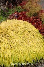 All Gold Japanese Forest Grass Perennials Plant Library Japanese Forest Container Gardening Shade Perennial Plants