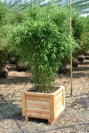 Bambus Pflanzenshop Bambus Als Kubelpflanze Auswahl Und Pflege Bambus Pflanzen Bambus Garten Kubelpflanzen