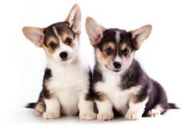 Lancaster puppies has a rowdy of cardigan welsh corgis, corgi puppies, and welsh corgi puppies. Cardigan Welsh Corgi Dogexpress