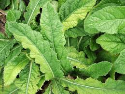 Image result for Elephantopus scaber