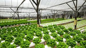 Aquaponics Farm In Dubai Aquaponic