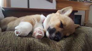Corgi dog sleep in each other's arms. Is There Anything Cuter Than A Sleeping Corgi Puppy Corgi
