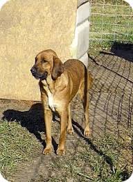 We are asking three hundred dollars with half of…. Moulton Al Bloodhound Meet Sally A Pet For Adoption