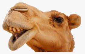 For example, an eye in the picture may be. Camel Face Camels Funny Hd Png Download Transparent Png Image Pngitem