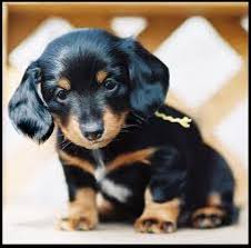 Stream tracks and playlists from dachshund on your desktop or mobile device. Dotson Puppy So Cute Cute Animal Photos Dachshund Puppies Puppies