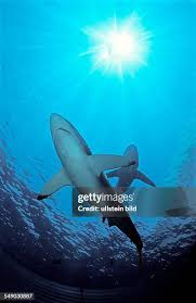 Image result for Lessertia falciformis