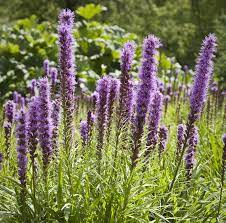 Plant nursery for home gardeners. 14 Best Full Sun Plants Heat Tolerant Flowers That Love The Sun