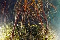 Image result for Zosteraceae