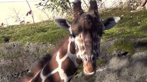 Giraffes are really fascinating creatures—being the tallest mammals in the world, these african beauties can reach heights of up to 19 ft (around 6 meters)! Giraffes Eating Grass Leaves Youtube