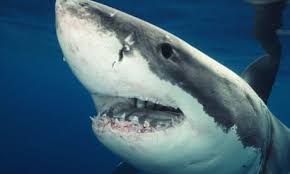Shark attacks are rare in the country and it is thought to be the first such death since 2013. Port Macquarie Shark Attack Boy Bitten In Second Attack At Nsw Town This Year Sharks The Guardian