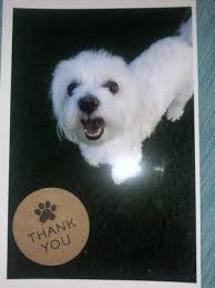 Serving rochester hills, mi and more! All American Pet Resorts Rochester Hills 16 Photos 16 Reviews Pet Boarding 2736 Product Dr Rochester Hills Mi Phone Number