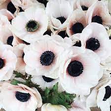 From Instagram 30 Images Of Inspiration No 21 This Is Glamorous Pretty Flowers Flowers Anemone Flower