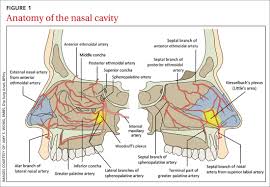 Image result for Epistaxis