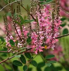 Image result for Indigofera subulata