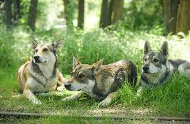 1,312 likes · 3 talking about this. Wolfshund Trekking Buren Jochen Schweizer