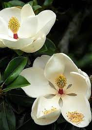 Flower Meaning Perseverance Flowersandflowerthings Magnolia Flower Flower Meanings Flower Seeds