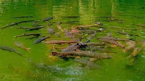Habitat ikan lele biasanya ada di sungai dengan arus air yang tidak terlalu deras, rawa, telaga, waduk, sawah yang digenangi air. Legenda Ikan Sakti Sungai Janiah Dan Ulasan Menariknya 2021 Poskata