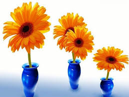 Check spelling or type a new query. Orange Gerber Daisies In Blue Vases Gerber Cute Orange Trio Yellow Vase Hd Wallpaper Peakpx