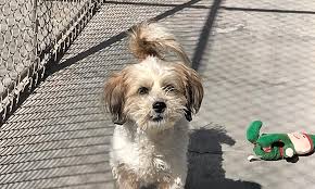 Maybe you would like to learn more about one of these? Want To Adopt A Pet Here Are 6 Delightful Doggies To Adopt Now In El
