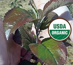 Plant in full sun, and space 16' apart. Stark Bro S Offering Organic Fruit Trees Again Fruit Growers News