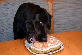 6401 / 6714 pb grand champion the dark knight. Hundekuchen Selber Machen Torte Fur Hunde Jack Auf Reisen