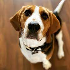 Is The Delightful Beagle Basset Hound Mix A Good Family Dog K9 Web