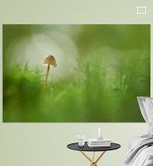 verscholen in het mos van cor de hamer op canvas behang en meer behang canvas prints