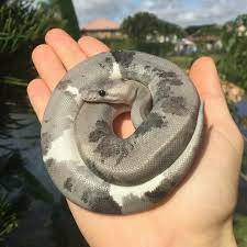 Urban Camo Ball Python Cute Reptiles Pet Snake Pretty Snakes