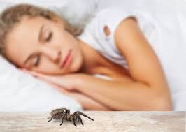 83 imagini gratuite de omul paianjen. MuÈcÄtura De PÄianjen Sfaturi De Prim Ajutor