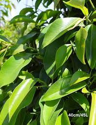 Image result for Ficus obliqua
