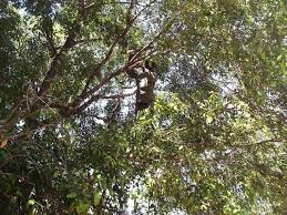 Image result for Lettowianthus stellatus