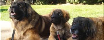 Leonberger · san francisco, ca. Lca Breeder List