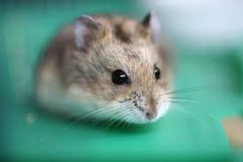 Resultado de imagen de hamsters