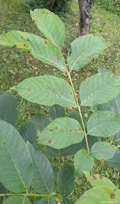 Image result for antraknóza ořešáku