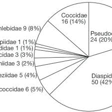 Image result for Otiophora inyangana