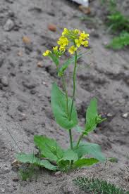Image result for Brassica rapa