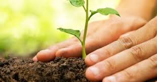 We sell over 50 species of large trees on our tree farm and 10 species of large, specimen oak trees since they are everywhere, trees are easy to take for granted. Leading By Example These People Are Planting Trees To Save The Environment We Should Too