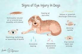 Eye Injuries In Dogs Causes Treatment