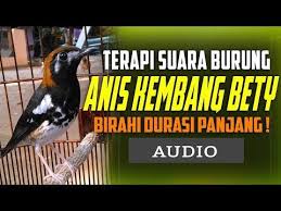 Decu kembang betina gacor mp3 & mp4. Audio Anis Kembang Betina Gacor Memanggil Jantan Durasi Panjang Suara Terapi Betina