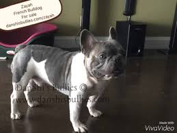 French bulldog puppy for sale near california, chula vista, usa. Akc Adult Male French Bulldog For Sale Youtube