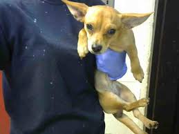 We strive to help homeless pets find homes and help pets stay with their families for their whole lives. Atlanta Ga Chihuahua Meet Sandcastle A Pet For Adoption Pet Adoption Dog Adoption Pets
