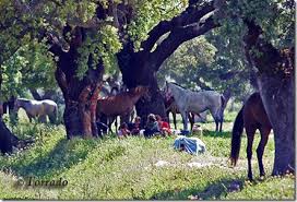 Resultado de imagem para ACAMPAMENTO  cigano